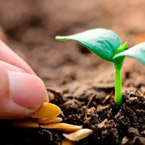 Profissional da área de Agricultura